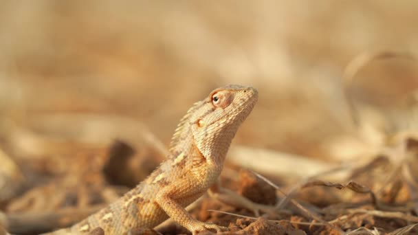 Brown Chameleon Girgit Αναζητούν Και Ανάπαυσης Στο Έδαφος Άγρια Σαύρα — Αρχείο Βίντεο