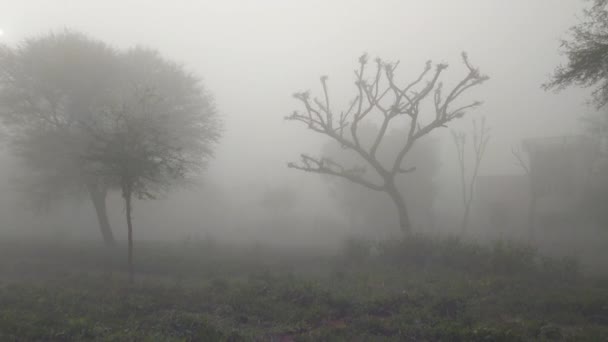 Campo Con Niebla Matutina Sol Brillando Través Árbol Grande Campo — Vídeo de stock