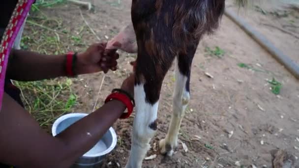Indian Woman Milks Goat Green Grass Open Field Summer — Stock Video