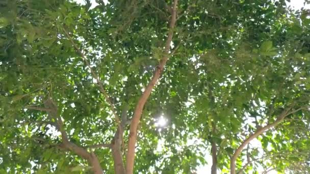 Ameixas Java Jamun Pendurado Sua Árvore Sabe Que Tem Muitos — Vídeo de Stock