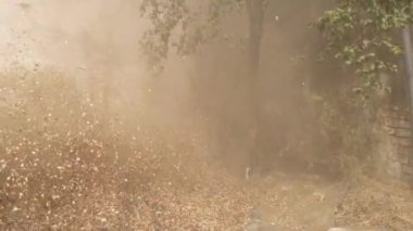 Tarım alanında saman akıyor. Tarım alanında bir harman makinesiyle darı kabuğu üfleme.