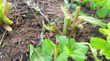 Makroda siyah gözlü uğur böceği. Böcek ve böceklerin süper makro görüntüleri. Yeşil yaprakta uğur böceği.