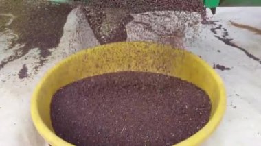 Tarladan topladığım tecavüz tohumları. Tohumların makro dokusu Colza. Kanola tohumları, kolza tohumu dokusu. Yakın plan. Geçmişi. Kolza tohumunun makro görüntüleri arka plan olarak kullanılabilir.