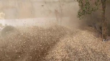 Kuru yeşil ve sarı çimen yaprakları, beyaz arka plan ve dokuda izole edilmiş toprak tozu, süper yavaş çekim