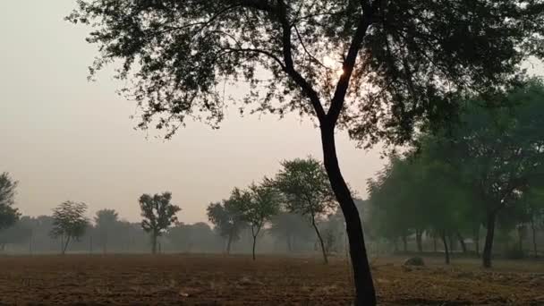 Árbol Acacia Verde Solo Encuentra Campo Contra Cielo Azul Con — Vídeo de stock