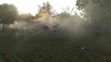 Sis suyu ya da sis püskürtme hortumu, bitkileri sulamak ve bahçedeki ısıyı azaltmak için ağaçta kurulmuş. 4k görüntü