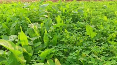 Tarladaki turp ya da Raphanus bitkisi Brassicaceae familyasından bir sebzedir.