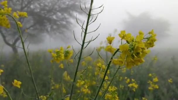 背景がぼやけている畑の草花やアブラナ科の花々の露滴の映像を閉じます — ストック動画