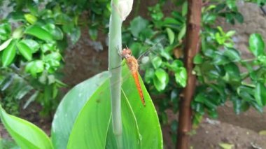 Yusufçuk. Doğal ortamında güzel bir yusufçuk. 4k görüntü