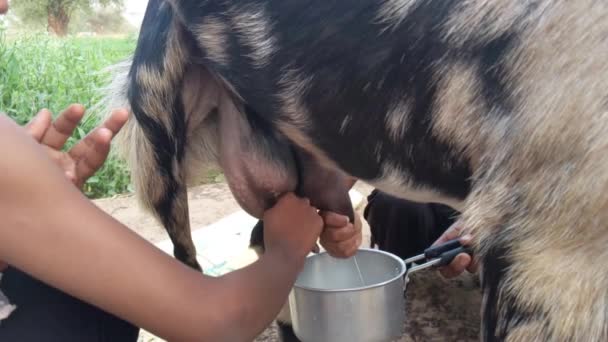 子供たちは牧草地でヤギを搾乳する スローモーションクリップ — ストック動画