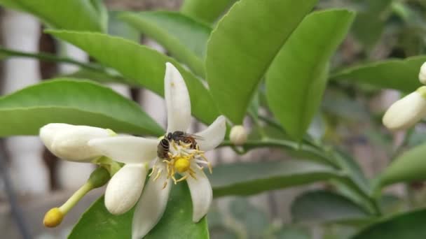 Close Twee Bijen Verzamelen Stuifmeel Witte Bloemen Van Citroen Boom — Stockvideo