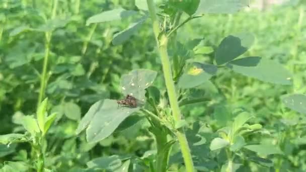 Páření Hmyzu Pár Much Které Ráno Páří Listech Rozmazaném Pozadí — Stock video