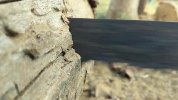 Sawing Young Acacia Tree Saw Tree Bark Incision Close Logging — Stock Video