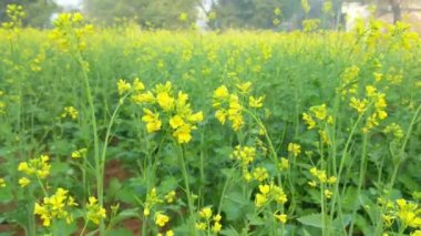 Latin Brassica Napus 'ta tecavüz tohumu, kanola veya colza yeşil enerji ve petrol endüstrisi için bitkidir..