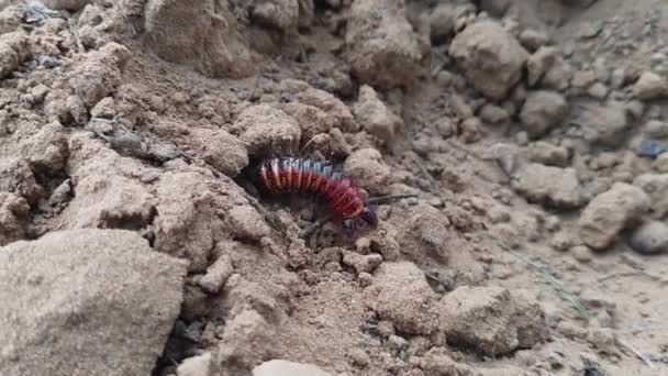 Little Red Orage White Spotted Caterpillar Forest Floor — Stock Video