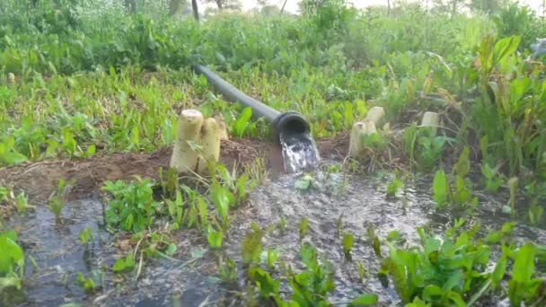 萝卜田里的一个电井 在河水无法到达的地方 用水晶般清澈 健康的中流水 — 图库视频影像