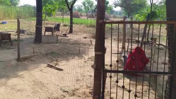 2022年12月19日 インド ラジャスタン州 農場や家族牧場で働いている間に流された古いインドの女性のクリーニング牛やヤギの肖像画 — ストック動画