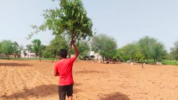 Junger Asiatischer Mann Trägt Grüne Zweige Rinder Füttern Landwirt Transportiert — Stockvideo
