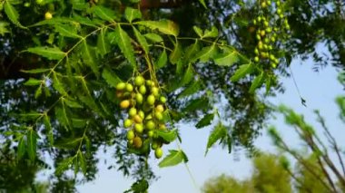 Azadirachta indica, yaygın olarak Neem, Nim ağacı ya da Hint leylağı olarak bilinir. Yaprakları ve dalları olan tıbbi meyveler.