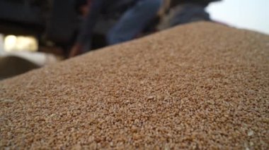 Tarım gıda konsepti geçmişi. Toplandıktan sonra olgunlaşmış buğday taneleri yığını. Odaklanma