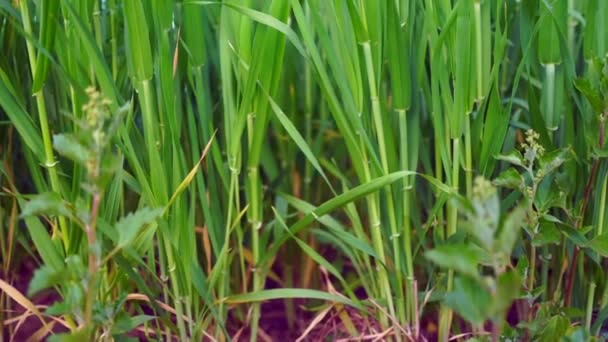 Цветущая Фаза Выращивания Пшеничных Растений Фермерском Поле Макро — стоковое видео