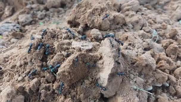 Niebezpieczna Kolonia Wściekłych Czarnych Mrówek Roi Się Pola Agrokultu — Wideo stockowe