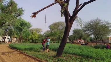 Bir oduncu, bir ağaç kesicisi, bir Acacia ağacına bağlı halatı çekerken meslektaşı da ağacı devirmek ve onu yere çekmek için ağaç gövdesini keser. Bir konut bahçesinde..