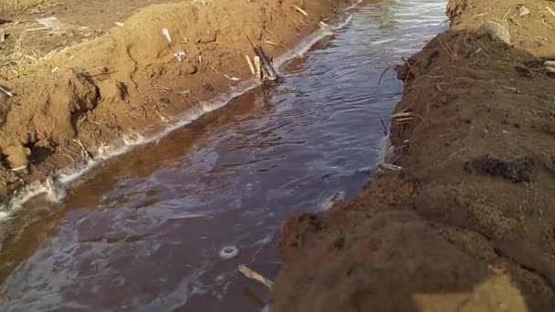 Acqua Scorre Attraverso Canali Irrigazione Una Fattoria Prendersi Cura Delle — Video Stock