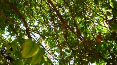 Arka planda yeşil yapraklı ağaç dalından sarkan maja meyvesi ya da bael manzarası. Kimse yok..