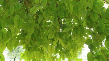 Bael veya aegle marmelo ağacında yeni büyüyen dallar ve açık yeşil yapraklar..
