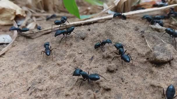 Formigas Trabalhadoras Negras Arrastando Vegetação Para Colônia — Vídeo de Stock
