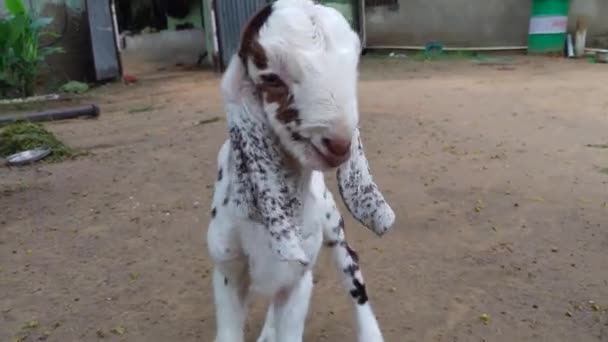 Close Barbari Goat Eating Grass Farm Goat Grazing Farm Grazing — Vídeo de stock