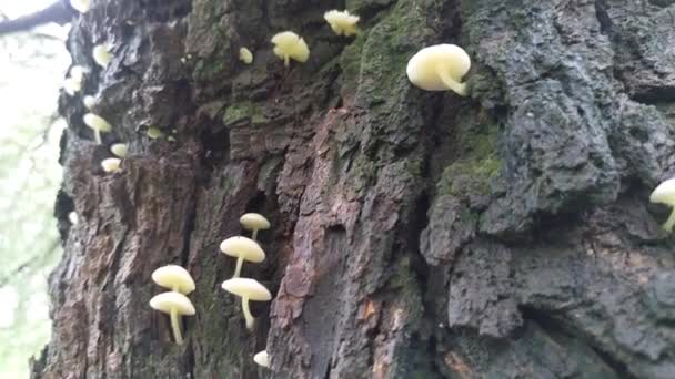 Tree Trunk Covered Fungi Fungus Growths Root Sponge Tree Stump — Vídeos de Stock