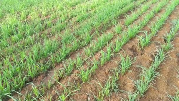 Protein Rich Grain Plants Wheat Triticum Agriculture Landscape Tropical Plant — Stock Video