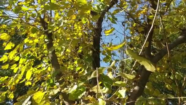 Leuchtend Gelbe Blätter Vor Blauem Himmel Braune Maulbeere Herbst Einem — Stockvideo