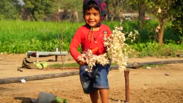 Moringa Oleifera Beyaz Doğum Kapsülleri Yaklaşıyor Nsan Eli Drumstick Ağacının — Stok video