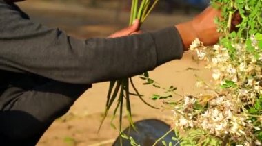 Sağlıklı yeşil vejetaryen süper yiyecekler taze organik hasatlar Moringa oleiferası ya da bagaj sapı sebzesi.