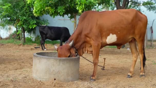 Industria Agrícola Ganadería Ganadería Concepto Rebaño Vacas Que Comen Heno — Vídeos de Stock