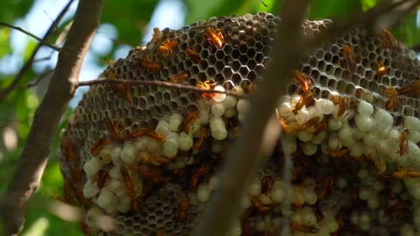 Wasp Nest Wasps Sitting Wasps Polist Nest Family Wasps Which — Vídeos de Stock