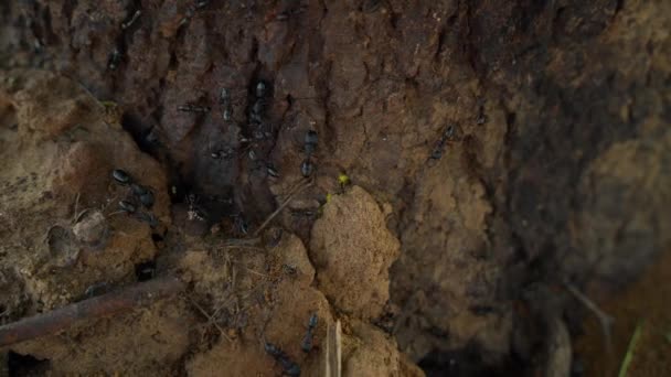 把蚂蚁关在被砍倒的树干上 夏天的自然背景 有老树桩和许多寻找食物的小蚂蚁 — 图库视频影像