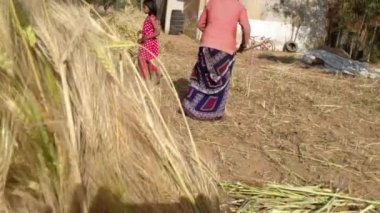 06 Ocak 2023 Jaipur, Rajasthan, Hindistan. Buğday tarlasında tarım işçileri. Kadın buğday paketleri yapıyor.