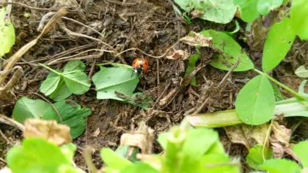 Coccinella Septempunctata Seven Spot Ladybird Most Common Ladybird Europe Asia — Vídeos de Stock
