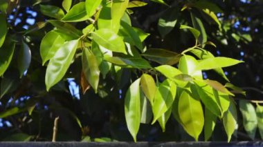 Amazing view of green leaves of Jamun or Syzygium cumini plant. Blooming new born leaves with attractive greenish pigment.