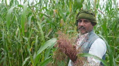 Young farmer agronomist in millet or sorghum field checking crops before harvest. Organic food production and cultivation.