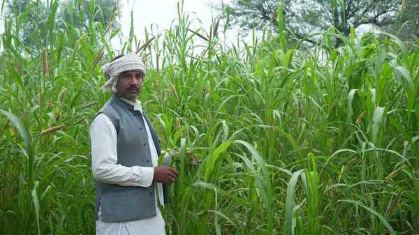 Νεαρός Ινδός Γεωργός Που Βρίσκεται Στο Χωράφι Πράσινο Κεχρί Σόργο — Φωτογραφία Αρχείου