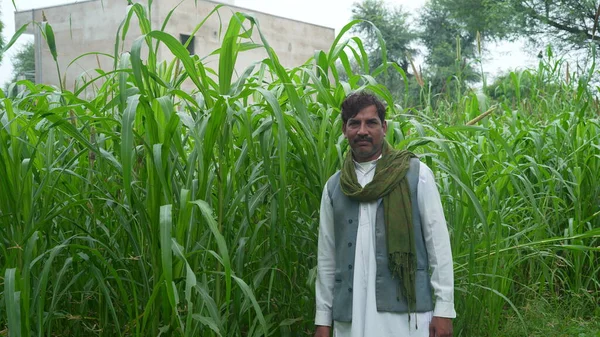 Νεαρός Ινδός Γεωργός Που Βρίσκεται Στο Χωράφι Πράσινο Κεχρί Σόργο — Φωτογραφία Αρχείου