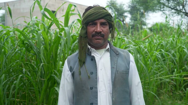 Young Indian Farmer Standing Green Millet Sorghum Agriculture Field — Stok fotoğraf