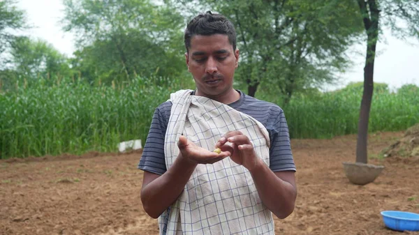 Agronomista Inspecionando Desenvolvimento Plantas Cevada Campo Close Agricultor Masculino Mão — Fotografia de Stock