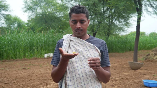 Farmer Examining Ear Green Millet Sorghum Crop Agricultural Field — Foto de Stock