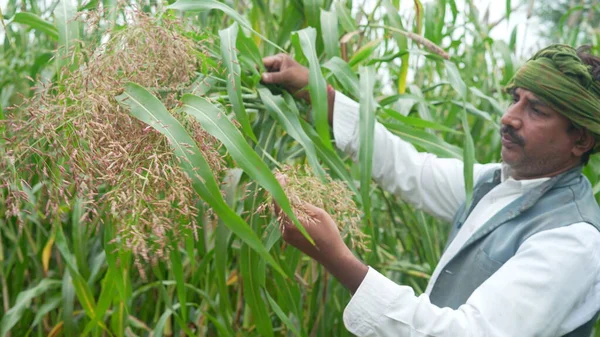収穫前に作物をチェックする雑穀やソルガム畑のアジアの農家の農学者 有機食品の生産と栽培 — ストック写真
